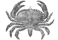 Description images/pp0513 1