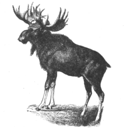 Description images/pp0556 1