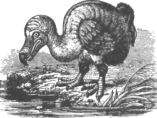 Description images/pp0580 1