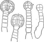 Description images/pp0059 1