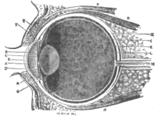 Description images/pp0093 1