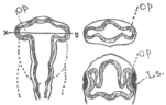 Description images/pp0093 2