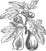 Description images/pp0111 1