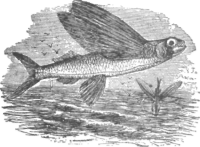 Description images/pp0140 1