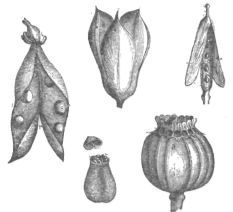 Description images/pp0174 1