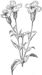 Description images/pp0199 1
