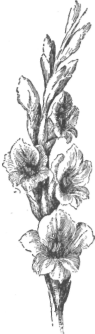 Description images/pp0226 1