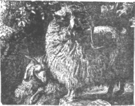 Description images/pp0230 1