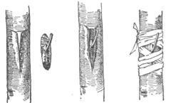 Description images/pp0244 3