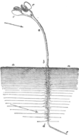 Description images/pp0316 1