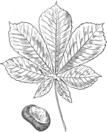 Description images/pp0356 1