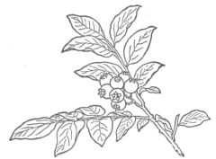 Description images/pp0362 1