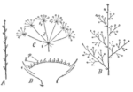 Description images/pp0395 1