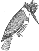Description images/pp0474 2