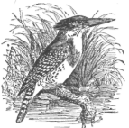 Description images/pp0474 3