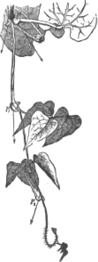 Description images/pp0511 1