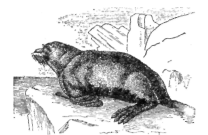 Description images/pp0020 1