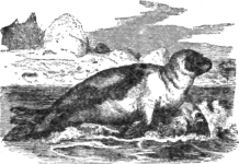 Description images/pp0020 2
