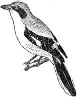 Description images/pp0053 2