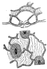Description images/pp0141 1