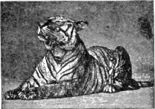 Description images/pp0222 1