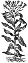Description images/pp0228 1