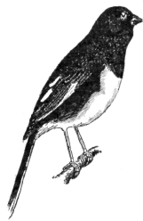 Description images/pp0239 1