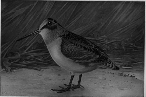 Description images/pp0425 1