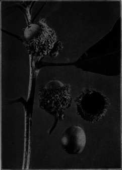 Bur Oak