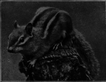 Chipmunk