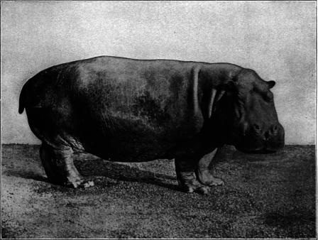 Hippopotamus, Photographed From Life