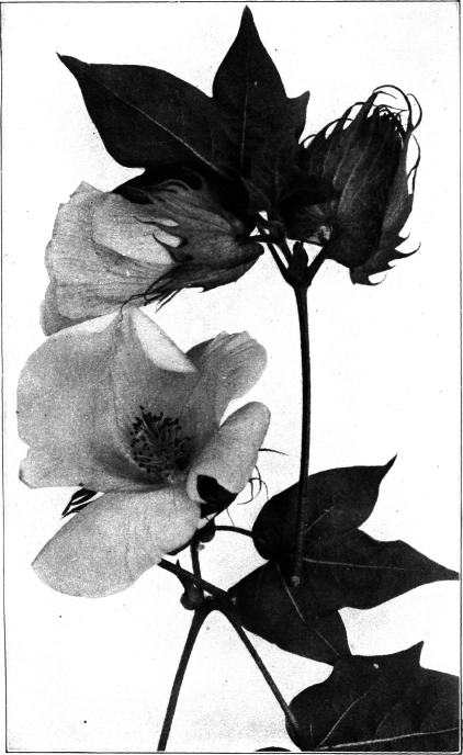 Leaves, Flower And Boll Of Kerchi Cotton