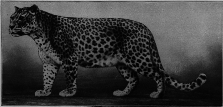 Leopard