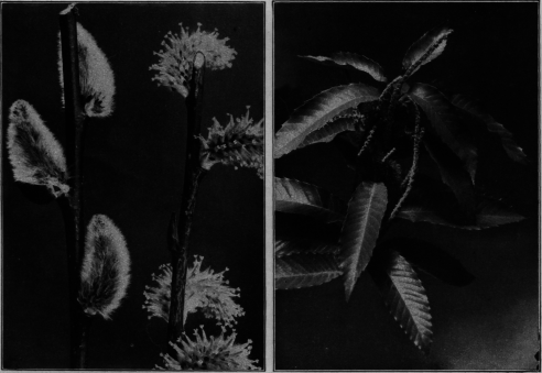 Pussy
Willow. Chestnut
