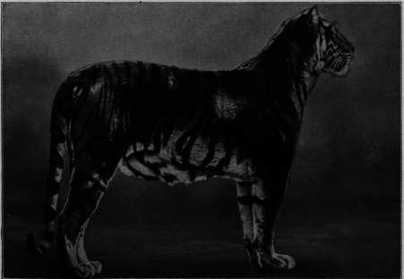 Royal Bengal Tiger
