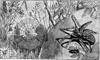Spider And Its Web