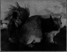 Squirrel