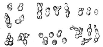 Yeast, showing single cells and how they grow and multiply by
budding