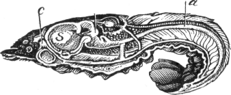 inside of crawfish