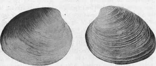 Artificial external mould of clam shell (on left) and original shell (on right).