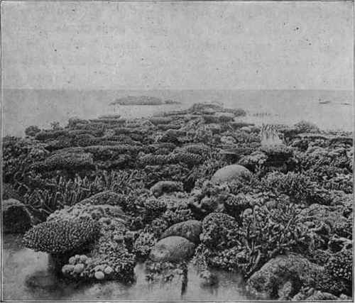 Corals on the Great Barrier Reef of Australia. (Savile Kent).