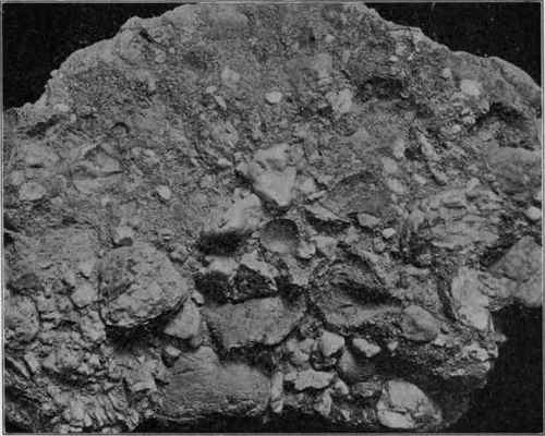 Hand specimen of conglomerate, natural size.