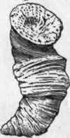 Heliophyllum hal li E. & H., X 1/2. Hamilton of Michigan. (Rominger).