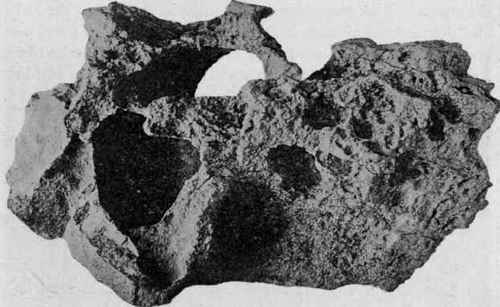 Igneous rock, corroded by sea water, about 1/2 natural size. (Photograph by van Ingen).