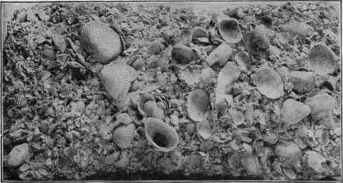 Modern shell limestone (coquina), Florida.
