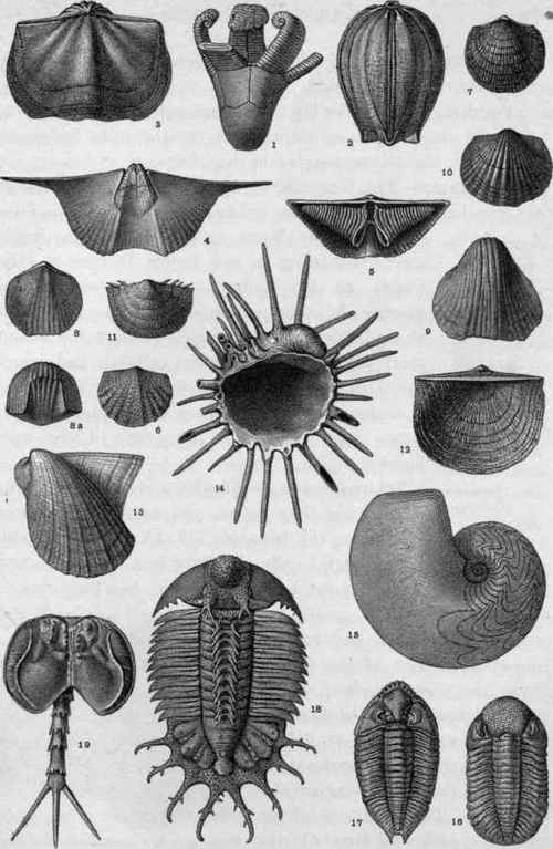 Plate IX.   Devonian Fossils.