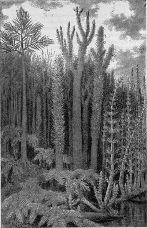 Plate X. Carboniferous Vegetation.