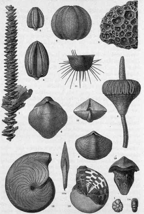 Plate XI. Lower Carboniferous Fossils.