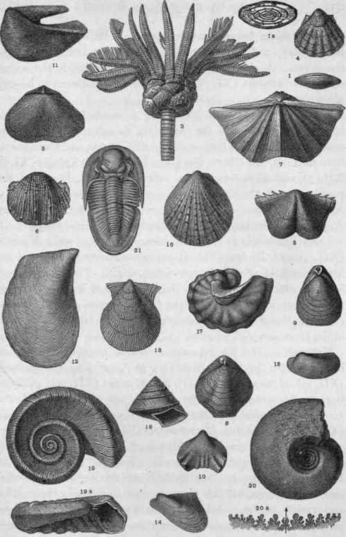 Plate XII. Upper Carboniferous and Permian Fossils.
