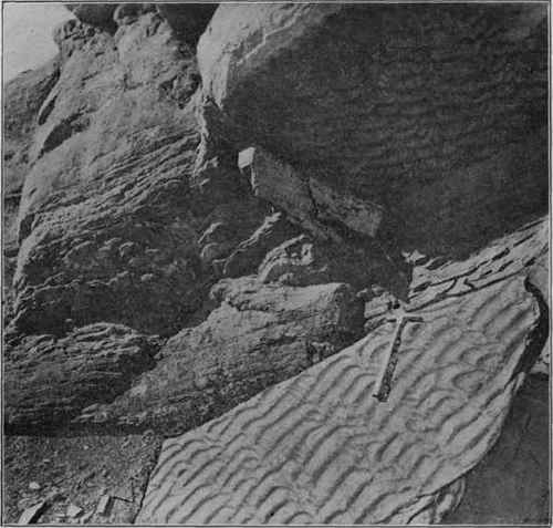 Ripple marked sandstone. (U. S. G. S).